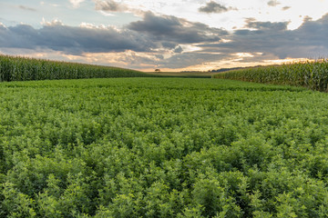 Alfalfa and corn field on a cloudy evening at sunset