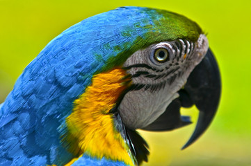 Closeup portrait of a Blue and Gold Macaw in the Amazon Jungle of Brazil