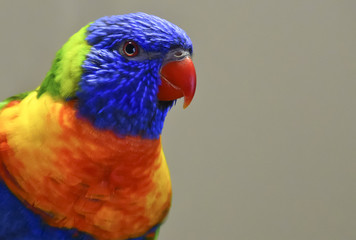 Closeup portrait of a colorful Rainbow Lorikeet in Australia