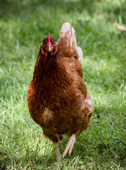 Americana Hen