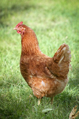 Americana Hen