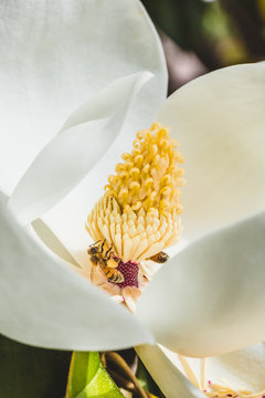 Bees Foraging on Magnolia Flowers