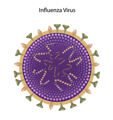 Influenza virus: bird flu and swine flu, unlabeled. 
