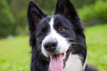 Border collie herding dog breed