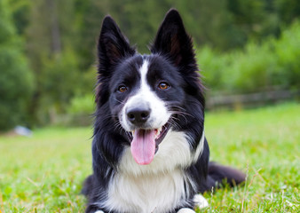 Border collie herding dog breed