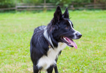 Border collie herding dog breed