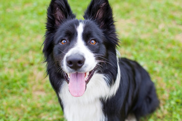 Border collie herding dog breed