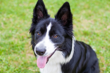 Border collie herding dog breed