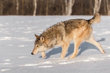 Grey Wolf (Canis lupus) Stalks Left Head Down