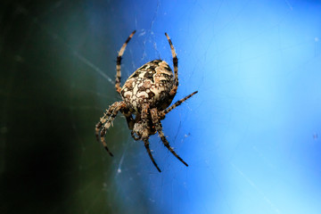 Macro photo of a spider close-up. A spider weaves a spider web. Araneus close-up sits on a cobweb. A photo of a Araneus diadematus in glitter. A forest Cross spider against the background of wildlife.