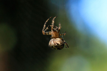 Macro photo of a spider close-up. A spider weaves a spider web. Araneus close-up sits on a cobweb. A photo of a Araneus diadematus in glitter. A forest Cross spider against the background of wildlife.