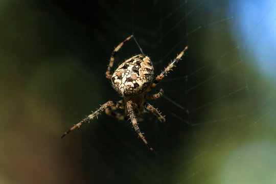Macro photo of a spider close-up. A spider weaves a spider web. Araneus close-up sits on a cobweb. A photo of a Araneus diadematus in glitter. A forest Cross spider against the background of wildlife.