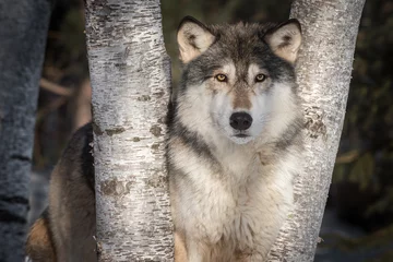 Crédence de cuisine en verre imprimé Loup Grey Wolf (Canis lupus) Stares Out Between Trees