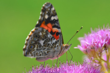 loseup butterfly on flower, butterfly on flower with blurry background, butterfly on flower in garden or in nature