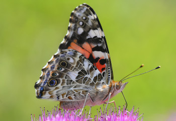loseup butterfly on flower, butterfly on flower with blurry background, butterfly on flower in garden or in nature