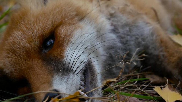 Dead killed fox in the forest