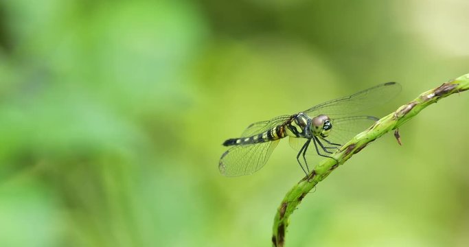 Beautiful dragonfly