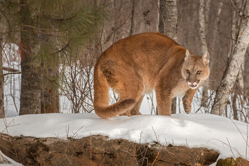 Adult Female Cougar (Puma concolor) Turns Paw Up