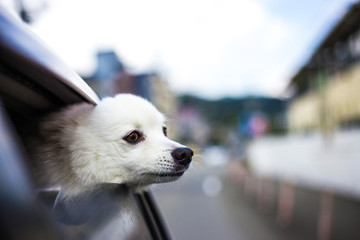 車の窓から顔を出している犬
