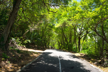 Fototapeta premium Seychelles. The road to palm jungle.
