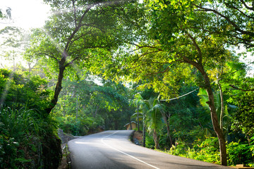 Seychelles. The road to palm jungle.