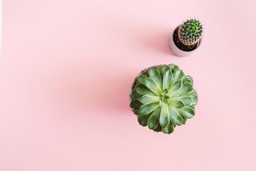 Cactus and succulent flowers on pink background. Flat lay, top view minimal concept.