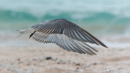 Bridled Tern, Onychoprion anaethetus, bird flying on the lagoon in French Polynesia
