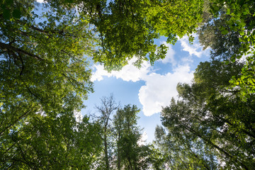 Green forest. Sun light through treetops.