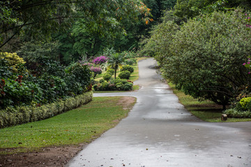 Road in the park