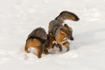 Grey Fox (Urocyon cinereoargenteus) Collides With Other