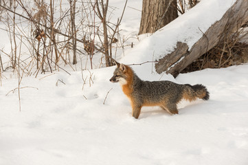 Grey Fox (Urocyon cinereoargenteus) Looks Left