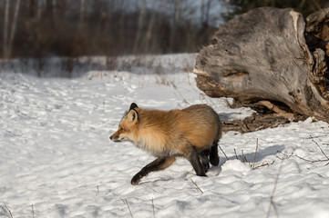 Amber Phase Red Fox (Vulpes vulpes) Turns Left