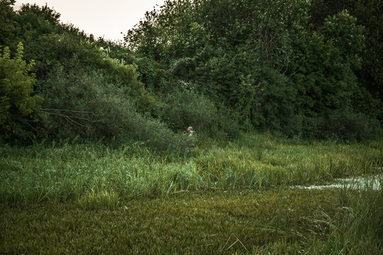 Hunter man standing in bushes nearby marshland in expectation of hunting  during dusk
