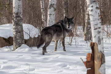Fototapeta na wymiar Black Phase Grey Wolf (Canis lupus) Looks Back Over Shoulder