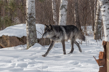 Naklejka premium Black Phase Grey Wolf (Canis lupus) Trots Left