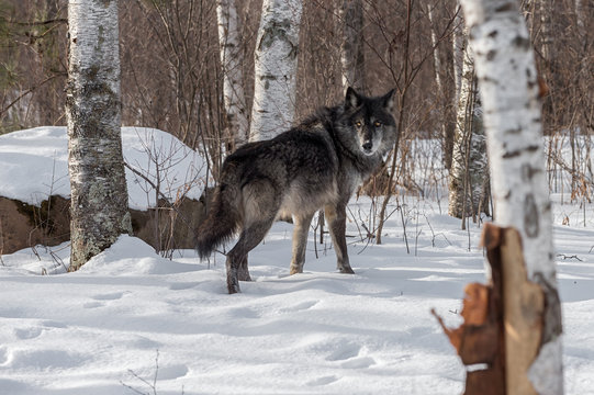 Black Phase Grey Wolf (Canis lupus) Looks Back Over Shoulder