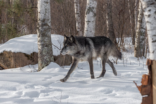 Black Phase Grey Wolf (Canis lupus) Trots Left