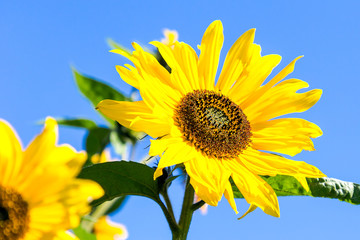 Obraz premium The blossoming sunflower against the background of the blue sky