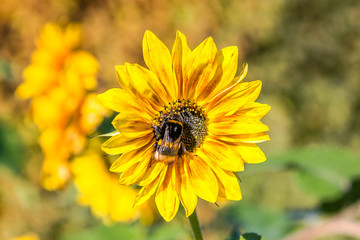 Close up of a yellow gazania flower from the daisy family, Asteraceae.The bumblebee sits in the center of a flower.Copy space