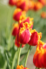 Flower tulips background. Beautiful view of red with yellow tulips under sunlight landscape at the middle of spring or summer.