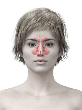 3d rendered medically accurate illustration of the sinuses