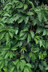 green plants. background leaves. decorative grapes