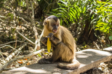 Monkey eating banana