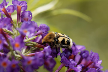 Bee beetle (Trichius fasciatus)