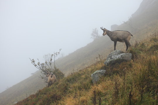 Chamois vosgien