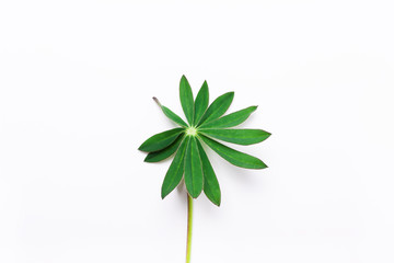 Leaf, green flower on a white background.. Minimalistic natural concept.