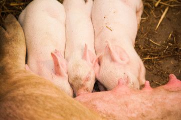 Little pigs breastfeeding in a pig farm