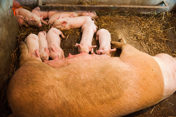 Little pigs breastfeeding in a pig farm