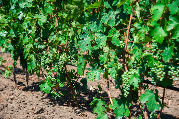 Landscape with autumn vineyards