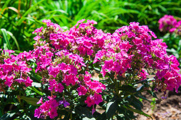Obraz premium Fresh colorful flower background